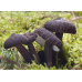 Мицелий Млечника древесинного / Млечник бурый (Lactarius lignyotus)